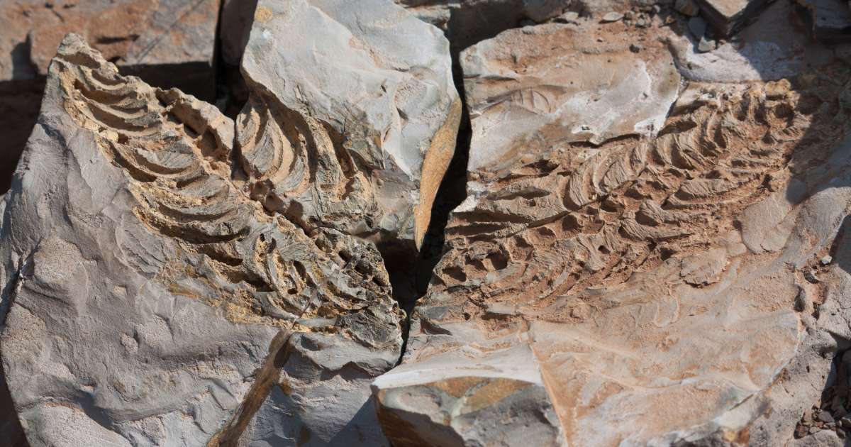 IA amplia em milhões de anos a linha do tempo da vida na Terra