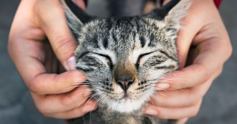 Gatos podem ajudar a explicar origem e evolução do câncer em humanos