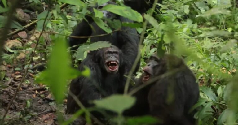 guerra-civil-de-chimpanzes-choca-cientistas
