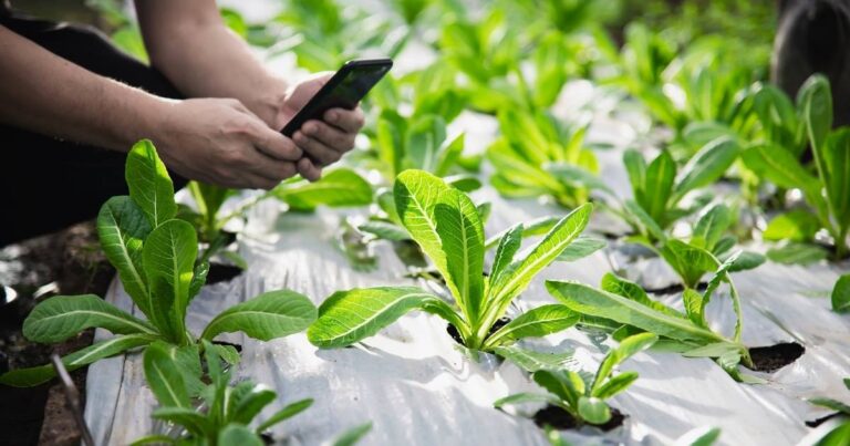 Planta eficaz na remoção de microplásticos da água